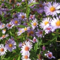 Michaelmas Daisy