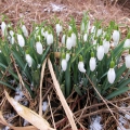 Snowdrop