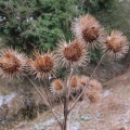 Greater Burdock