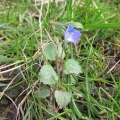 Common Field Speedwell