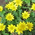 Lesser Cellandine