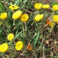 Coltsfoot