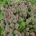 Red Dead-nettle