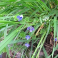 Common Field Speedwell