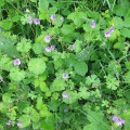 Hedgerow Cranesbill