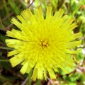 Common Cat's Ear