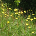 Common Cat's Ear
