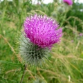 Spear Thistle
