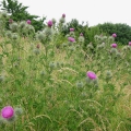 Spear Thistle
