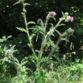Welted Thistle