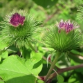 Greater Burdock
