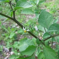 Black Nightshade