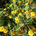 Common Fleabane