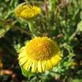 Common Fleabane