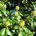 Ivy