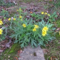 Oxford Ragwort