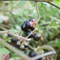 Black Nightshade