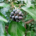 Ivy berries