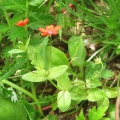 Scarlet Pimpernel