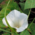 Great Bindweed