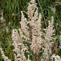 Mugwort