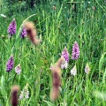 Common Spotted and Southern Marsh Orchids