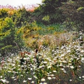 Ox-eye Daisies-on-bank