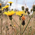 Perennial Sow Thistle