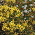 Ragwort