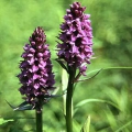 Southern Marsh Orchid