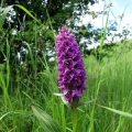 Southern Marsh Orchid