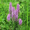 Spotted/Marsh Orchid hybrids