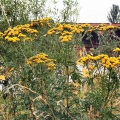 Tansy