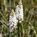 White Common Spotted Orchid