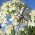 Larinioides cornutus