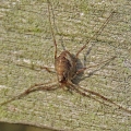 IMG_3483a-Harvestman-Paroligolophus-agrestis