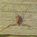 IMG_3484a-Harvestman-Paroligolophus-agrestis