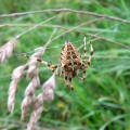 Garden Spider