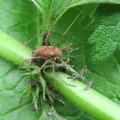 Harvestman