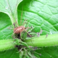 Harvestman