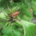 Harvestman