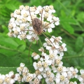 Harvestman