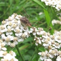 Harvestman