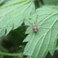 Harvestman