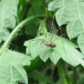 Harvestman