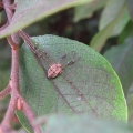 Harvestman