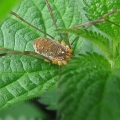 Harvestman