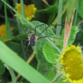 Harvestman
