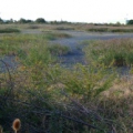 Dry end of Slurry Lagoon