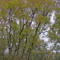 IMG_3088a-Ash-Trees